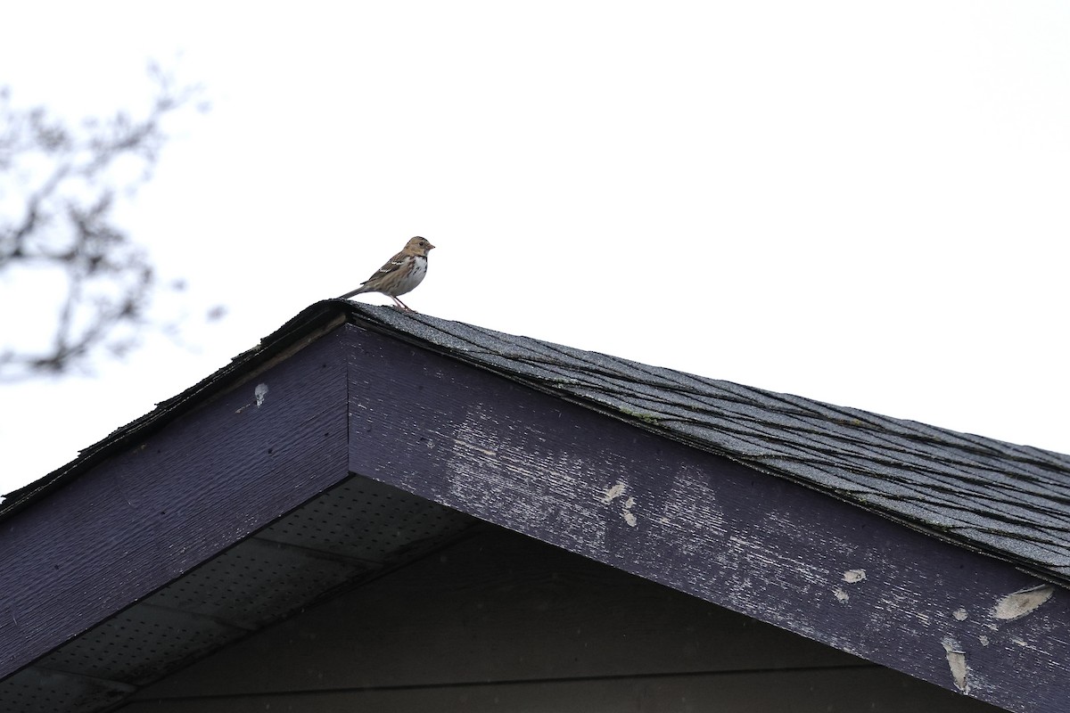 Harris's Sparrow - ML646367404