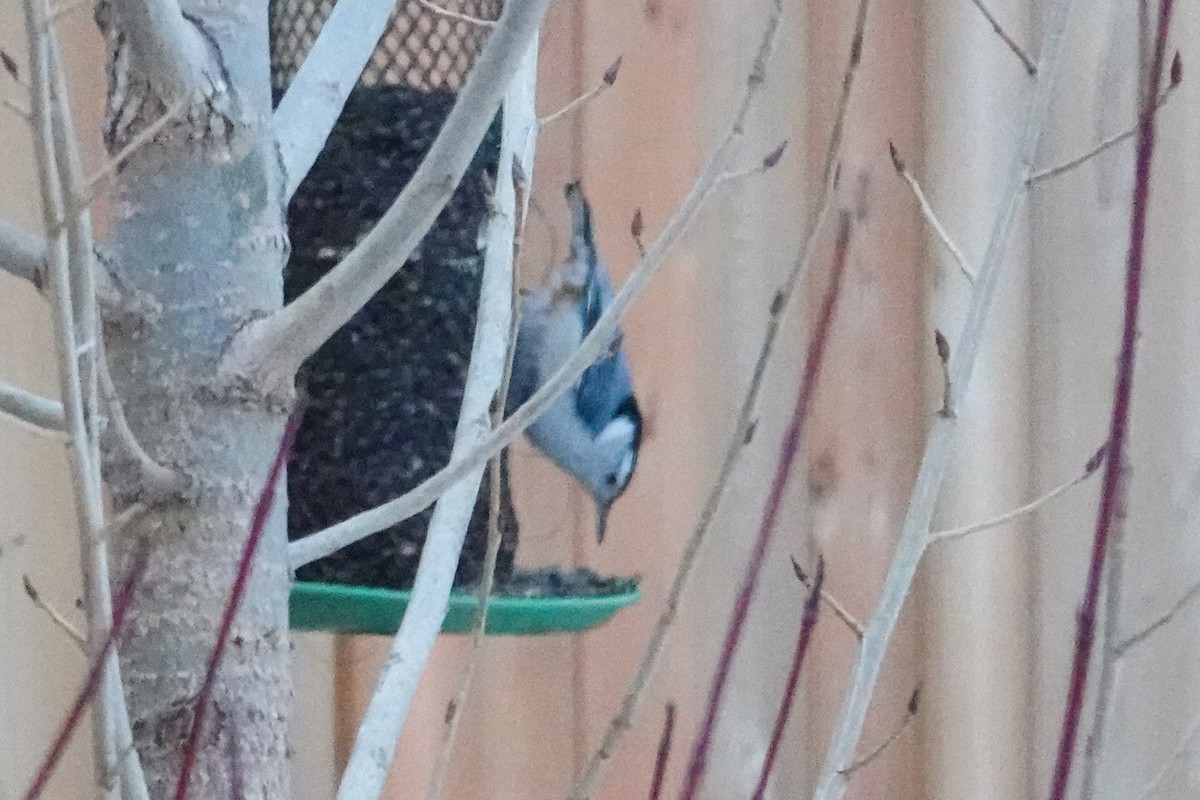 White-breasted Nuthatch - ML646367405