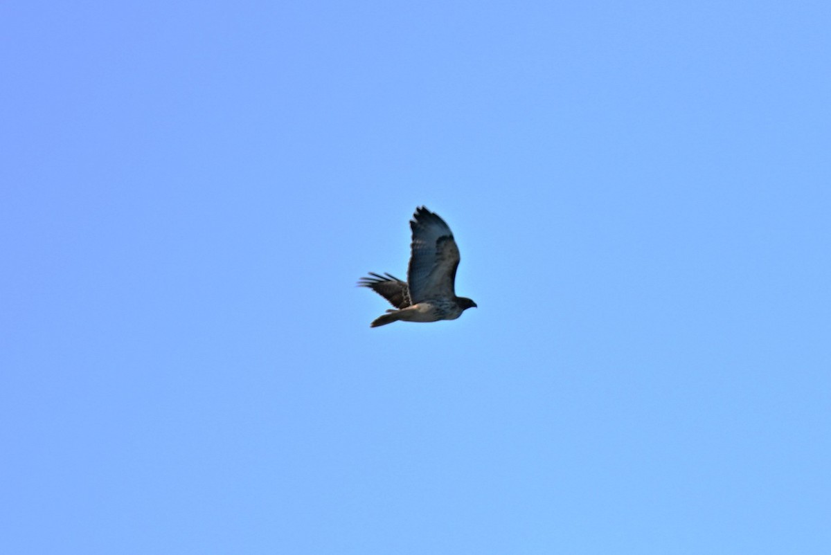 Red-tailed Hawk - ML646367406