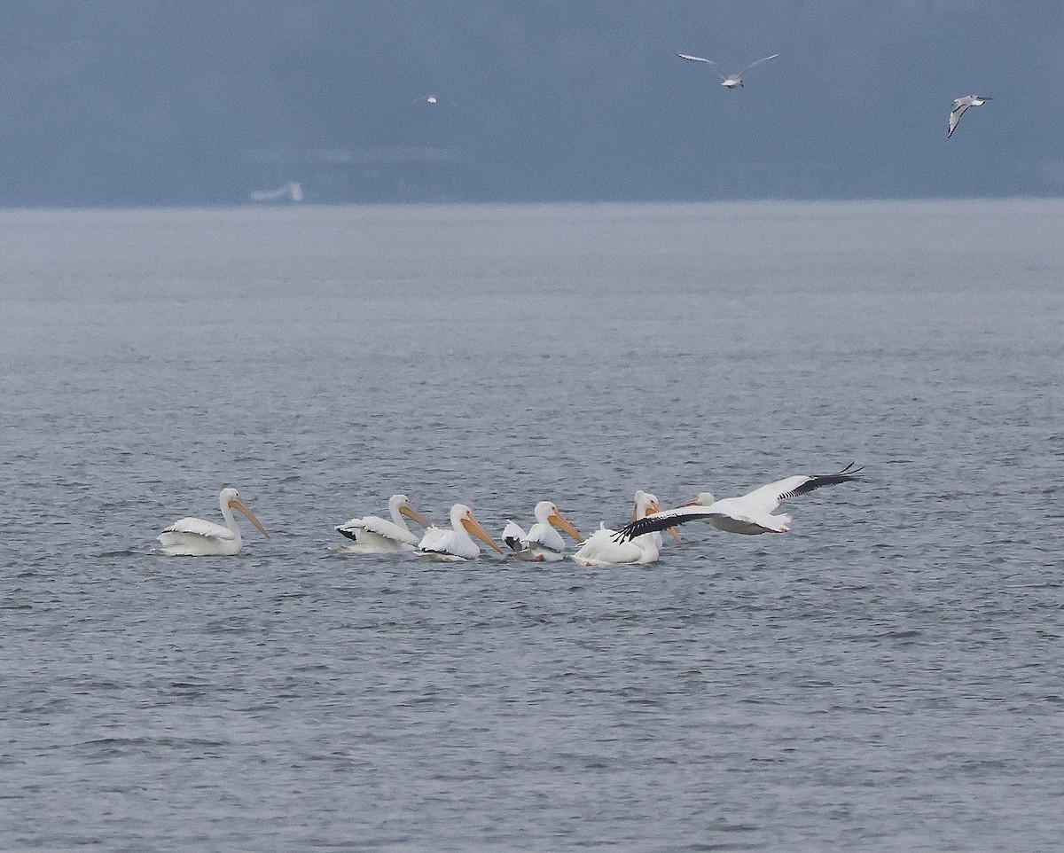 American White Pelican - ML646367407