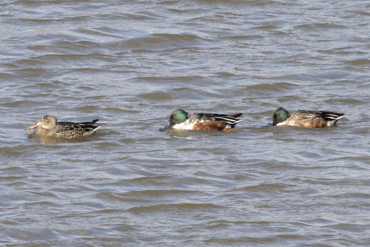 Northern Shoveler - ML646367410