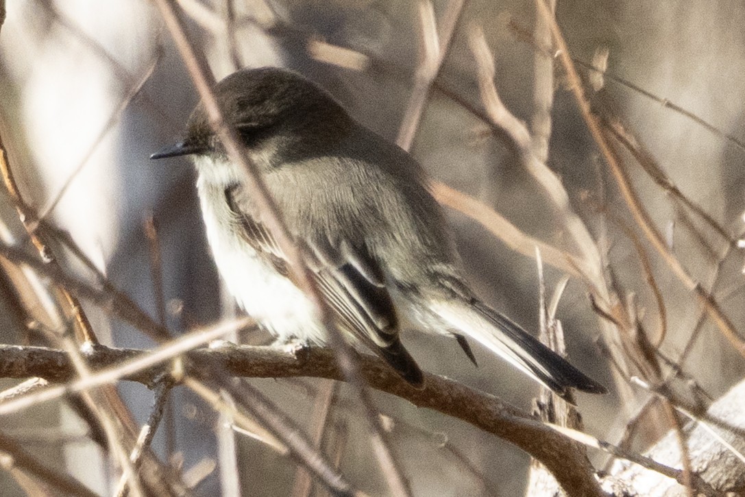 Eastern Phoebe - ML646367411