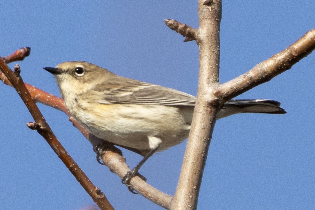 Yellow-rumped Warbler (Myrtle) - ML646367414