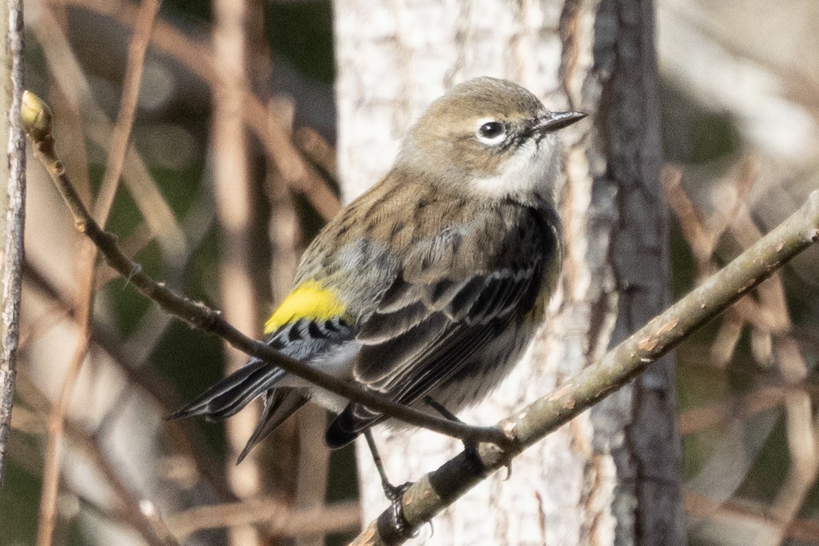 Yellow-rumped Warbler (Myrtle) - ML646367415