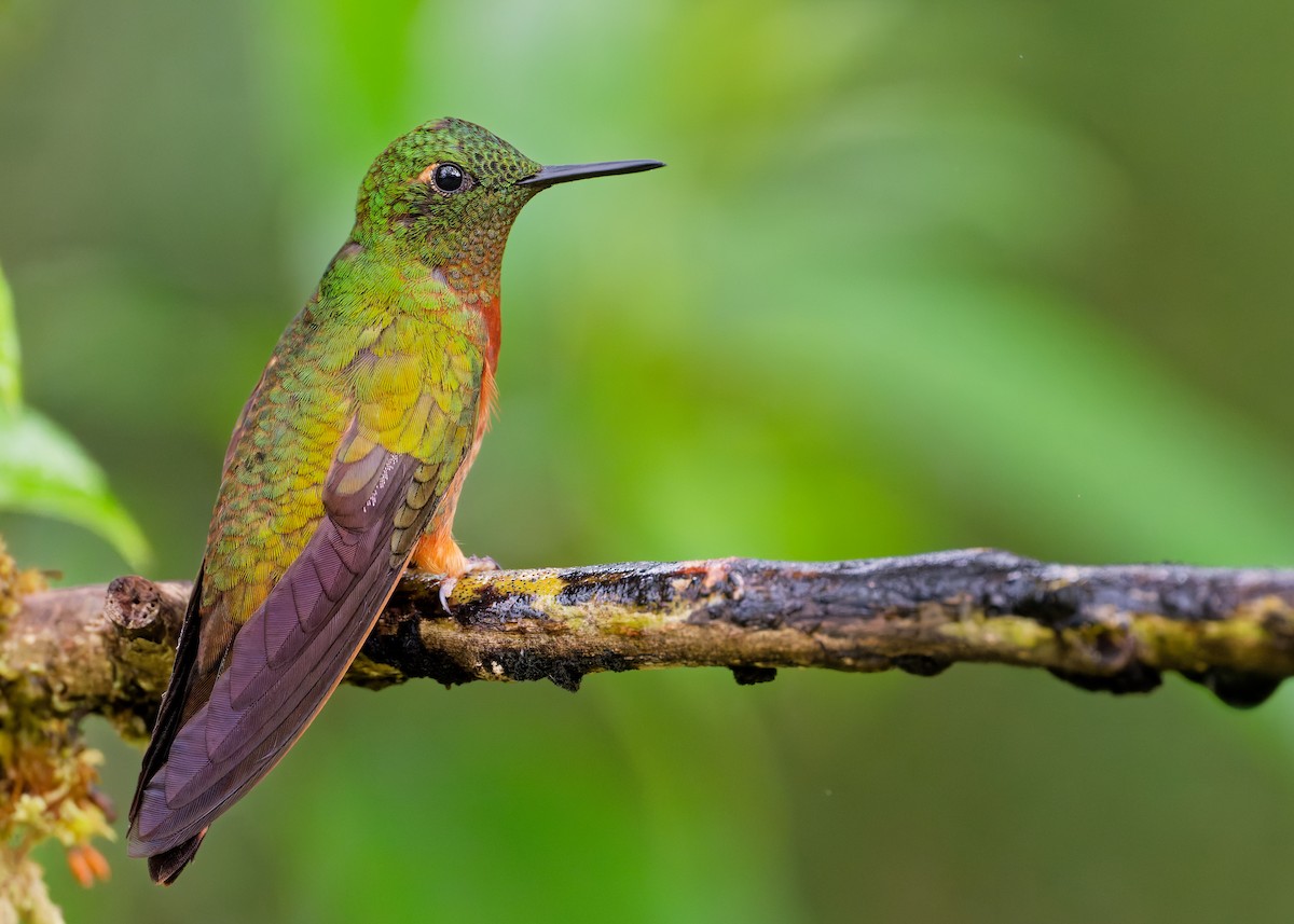 チャムネフチオハチドリ - ML646367416