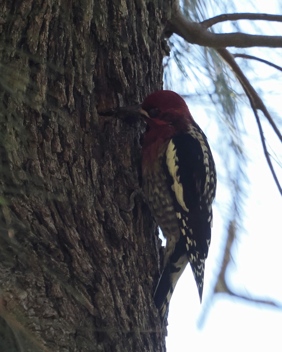 datel červenoprsý - ML646367417