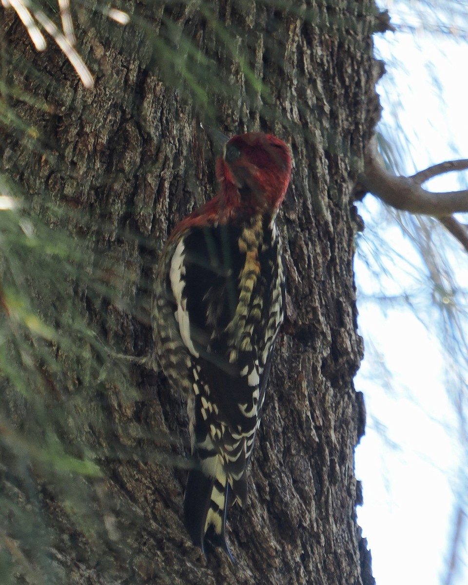 datel červenoprsý - ML646367418