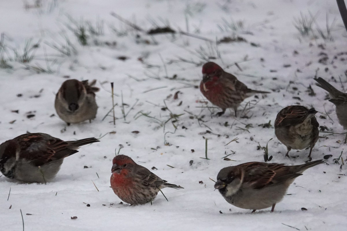 House Sparrow - ML646367420
