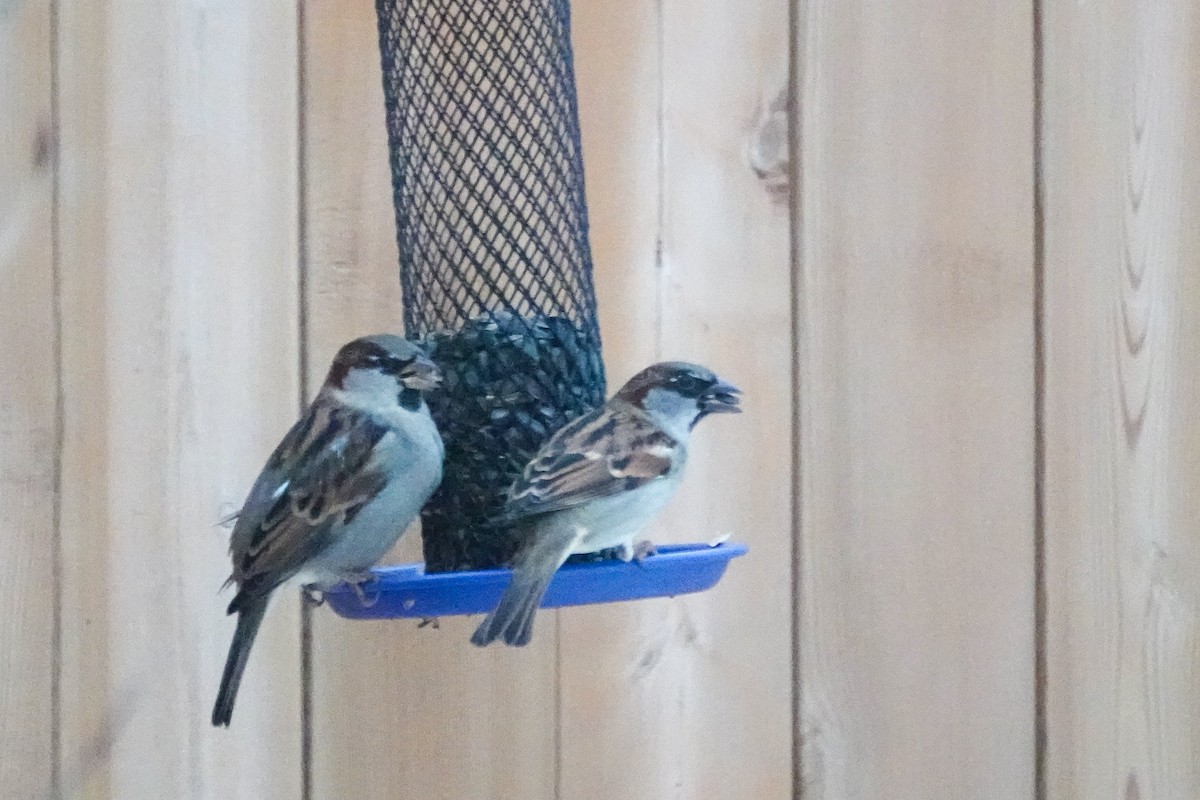 House Sparrow - ML646367421