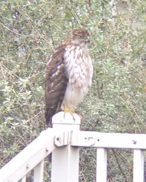 Cooper's Hawk - ML646367422