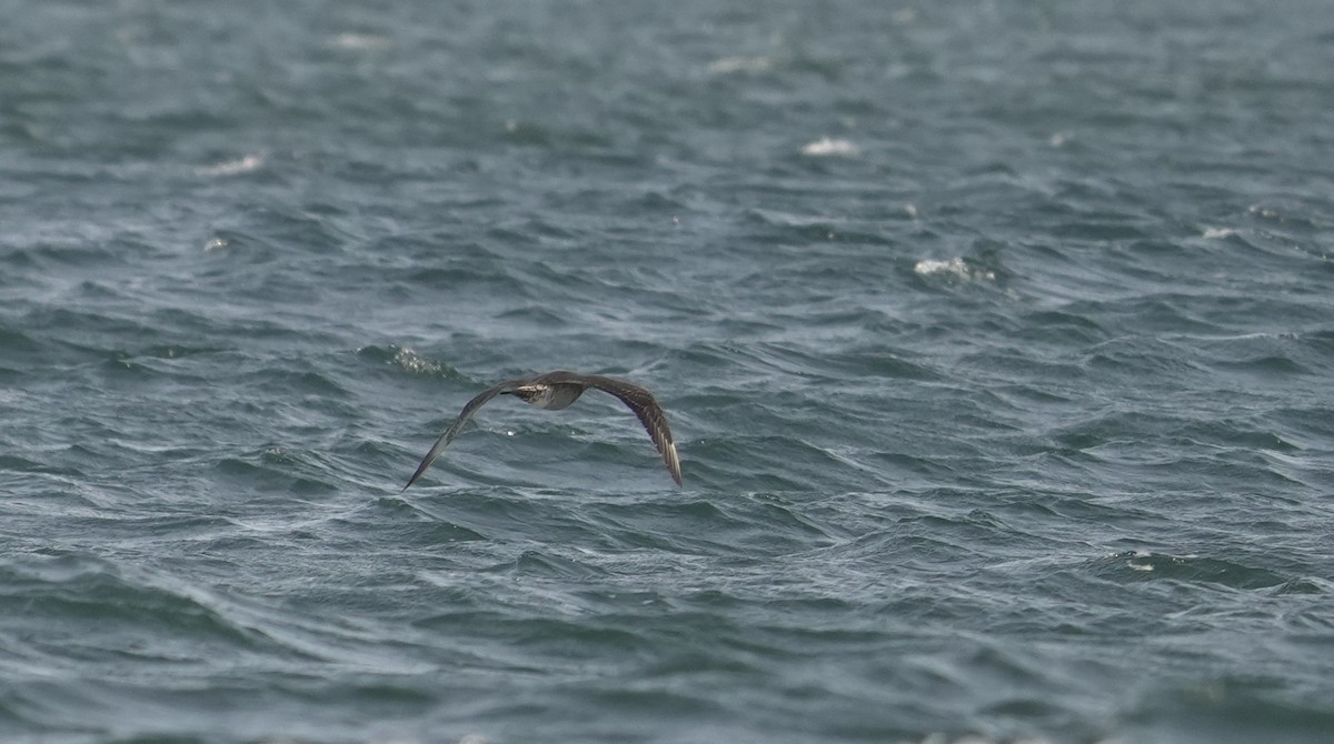 クロトウゾクカモメ - ML646367425