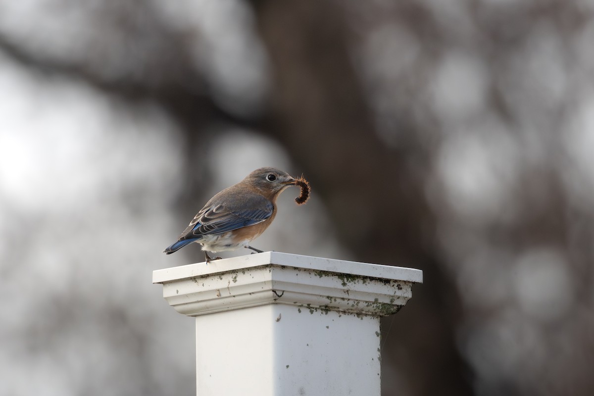 salašník modrý - ML646367443