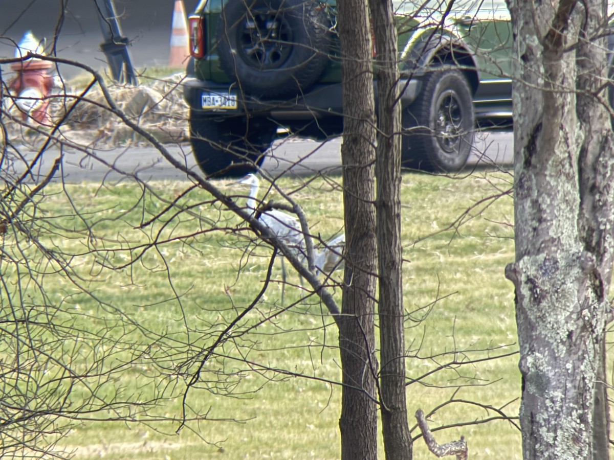 Орог тогоруу - ML646367445