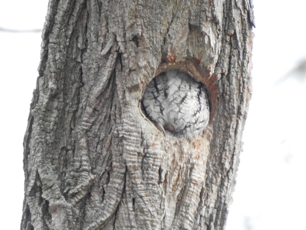 Eastern Screech-Owl - ML646367448