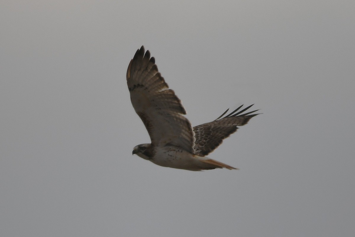 Red-tailed Hawk - ML646367451