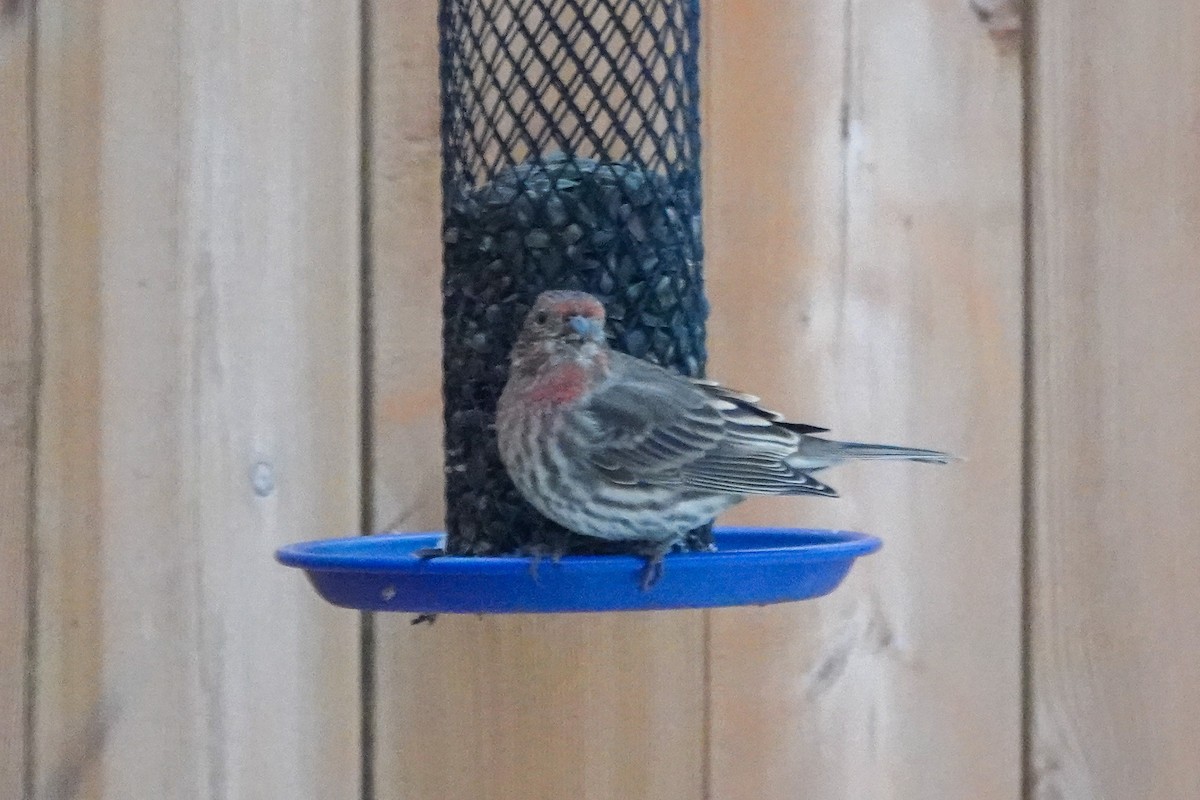 House Finch - ML646367452