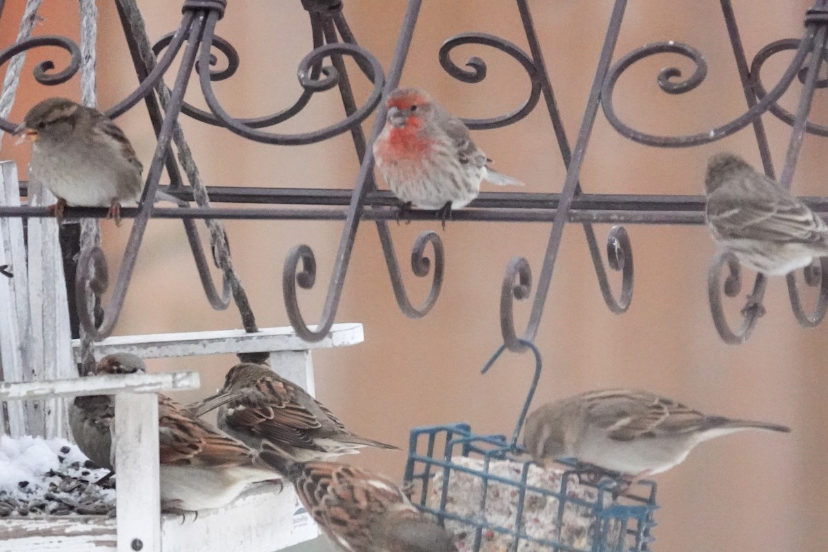 House Finch - ML646367453