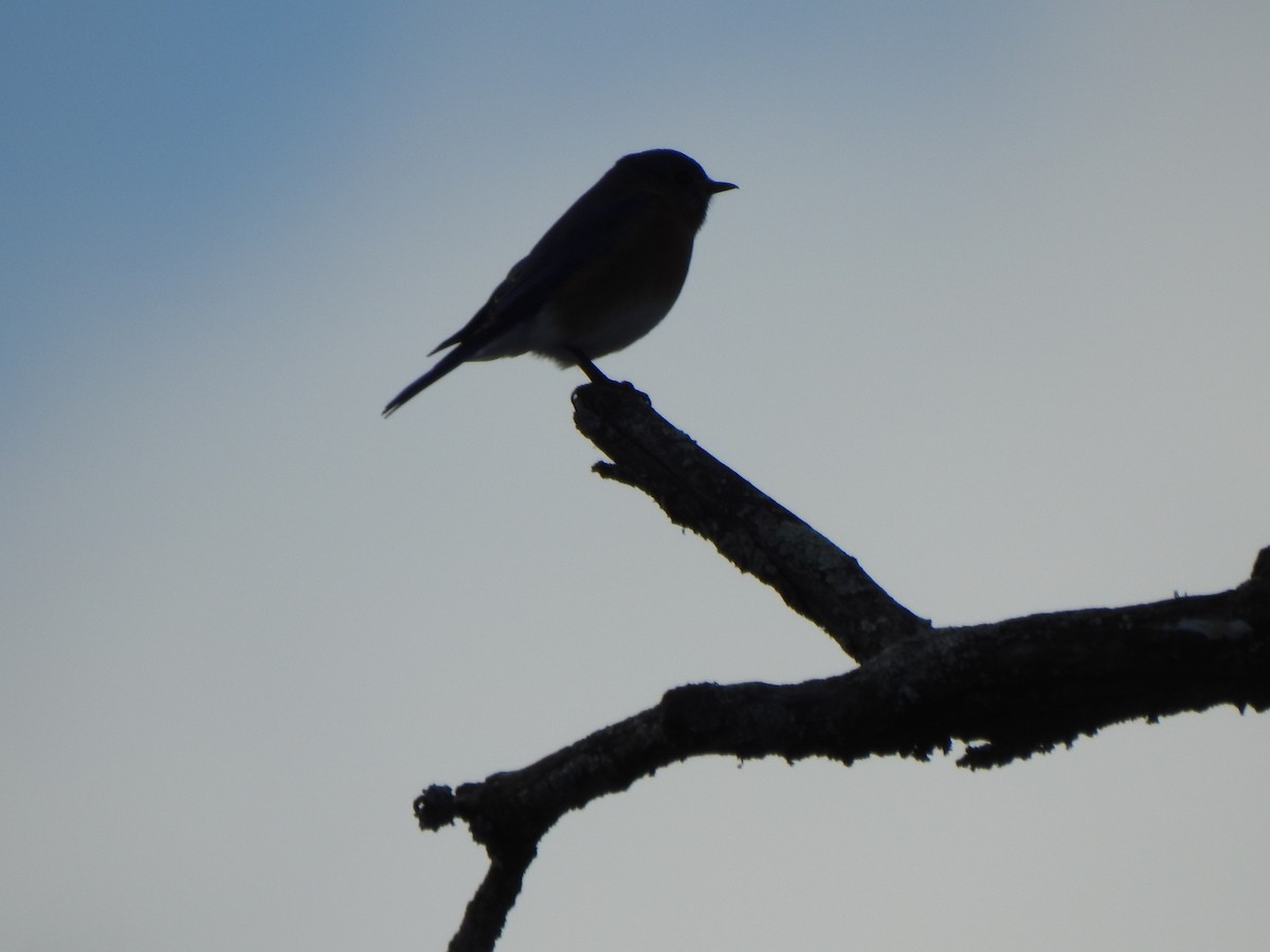 Eastern Bluebird - ML646367456