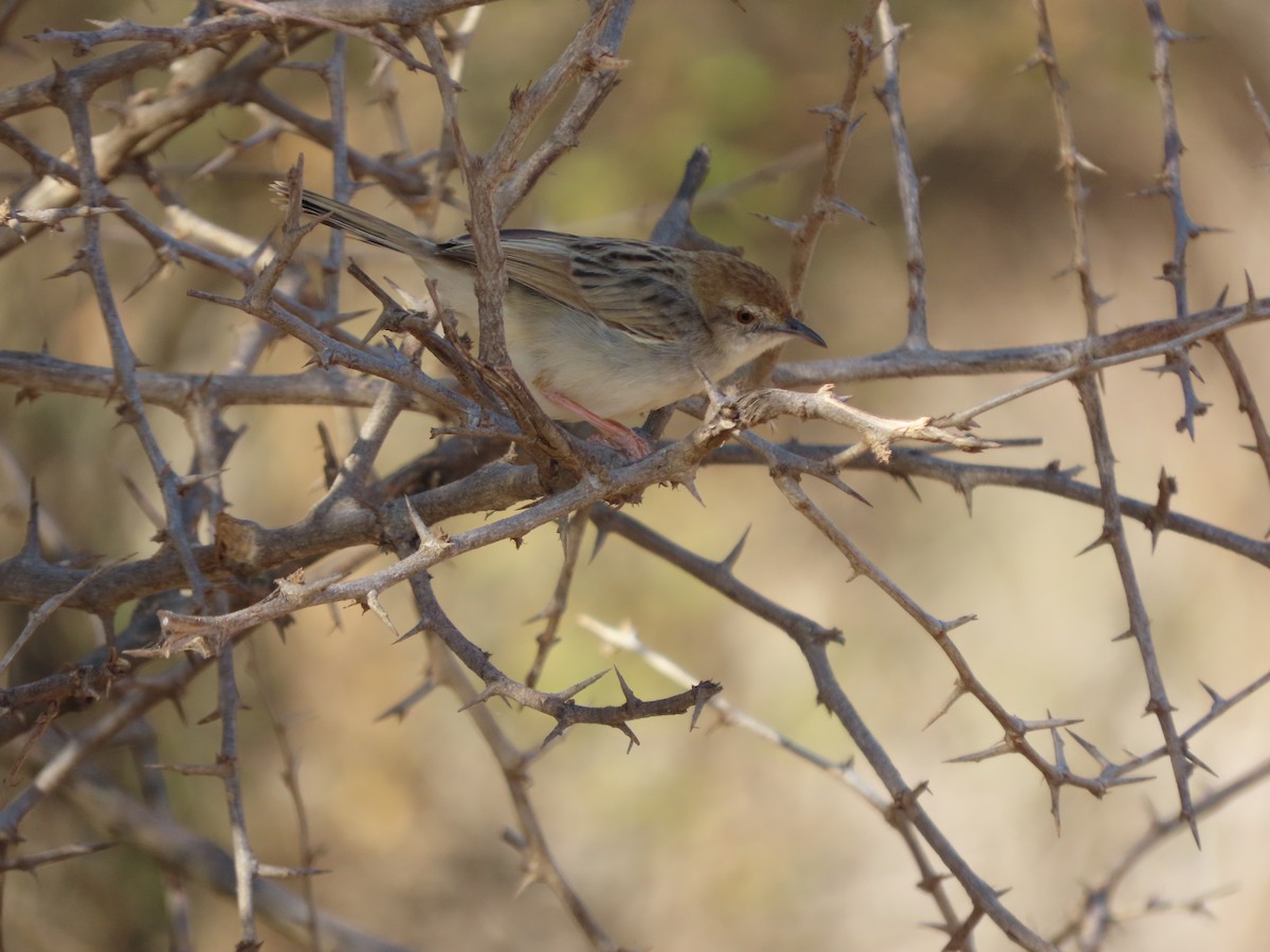 Rotscheitel-Zistensänger - ML646367457