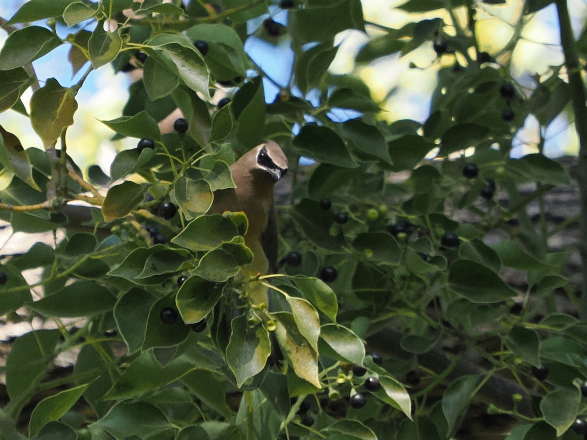 Jaseur d'Amérique - ML646367461