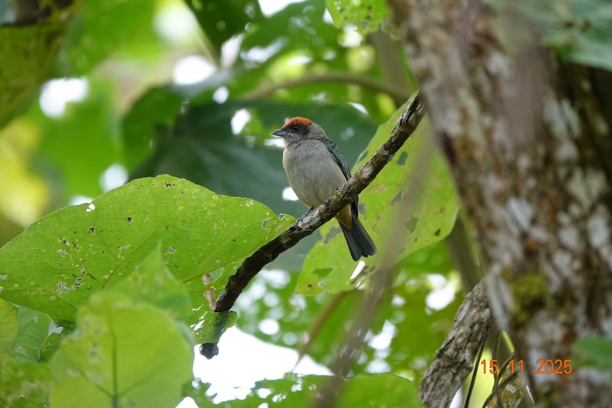 Scrub Tanager - ML646367462