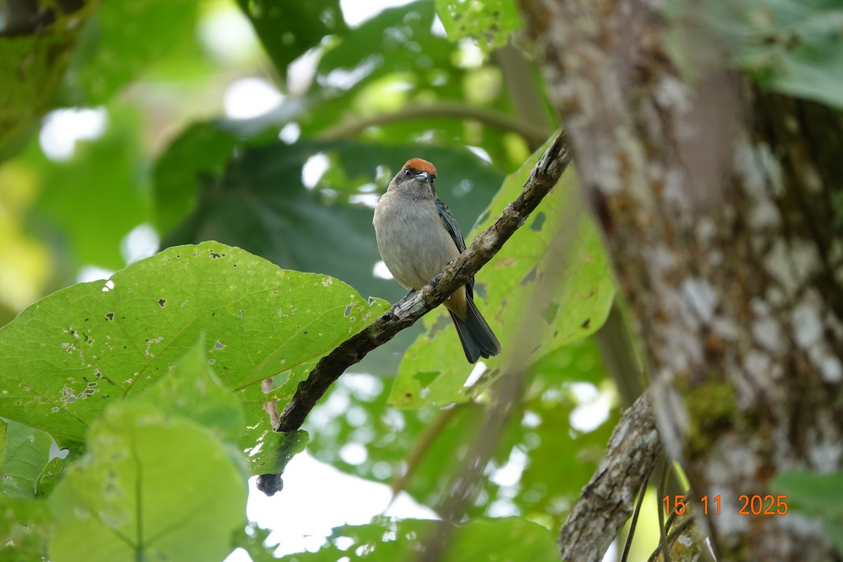 Scrub Tanager - ML646367464