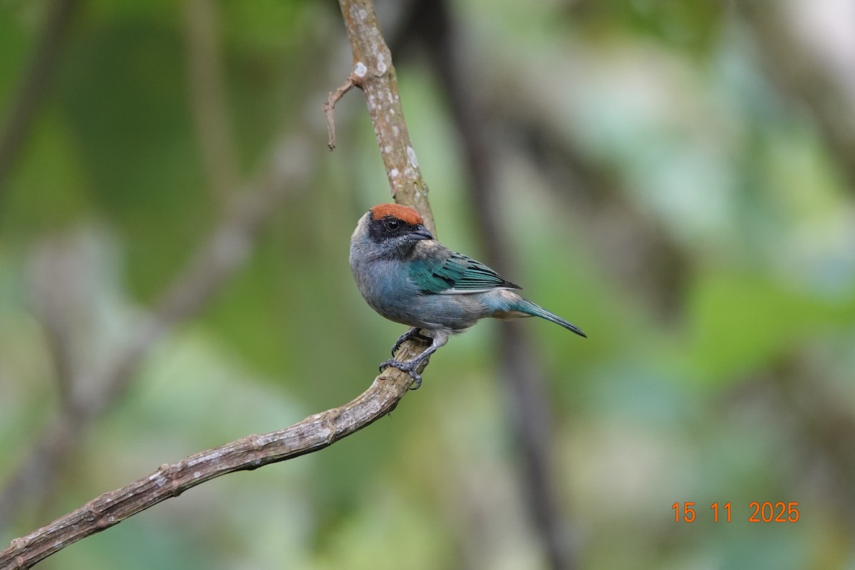 Scrub Tanager - ML646367465