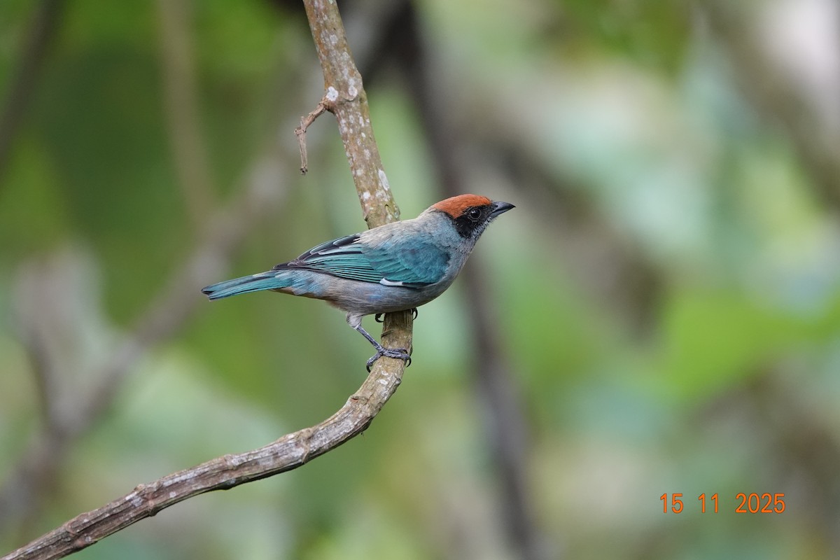 Scrub Tanager - ML646367466