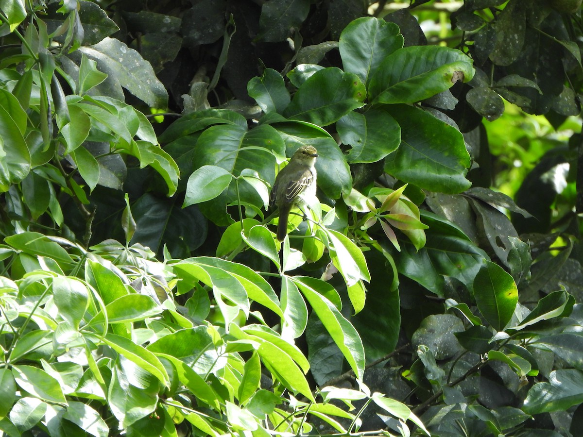Tyranneau à face d'or - ML646367468