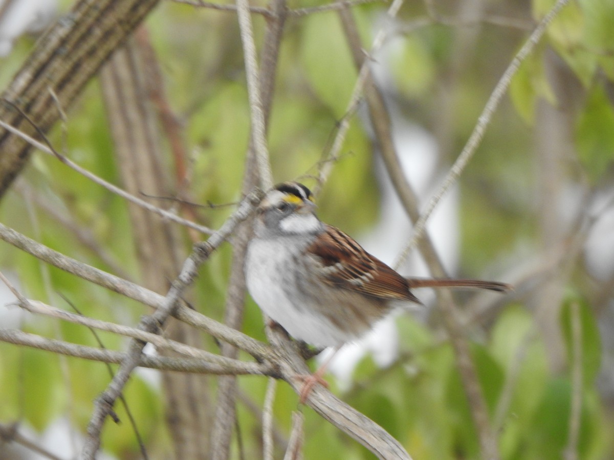 White-throated Sparrow - ML646367470