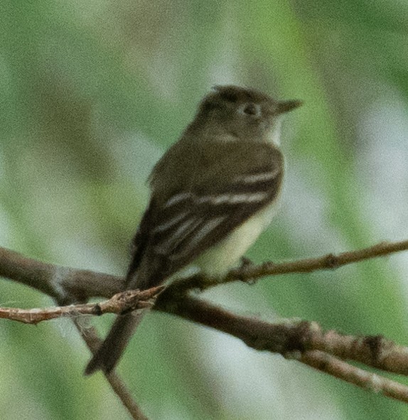 Moucherolle tchébec - ML646367473