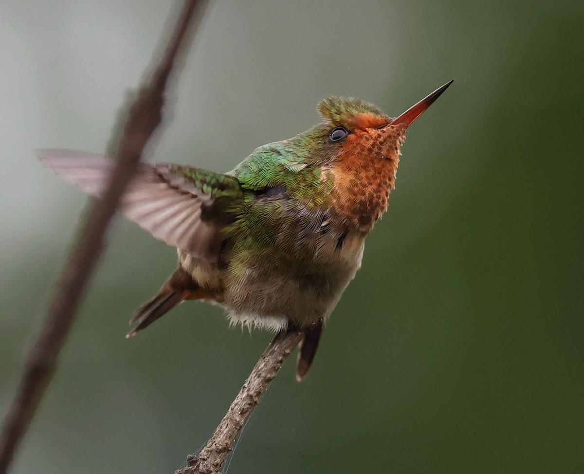 Coquette magnifique - ML646367479