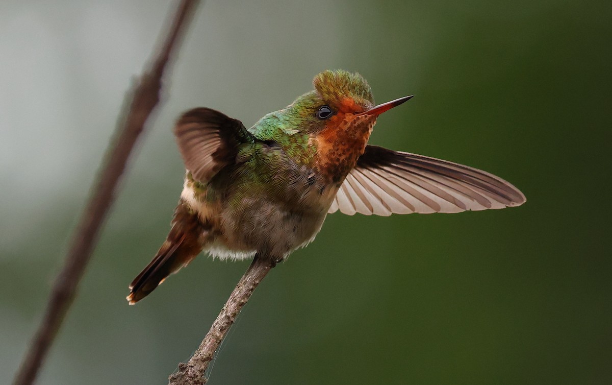 Coquette magnifique - ML646367480