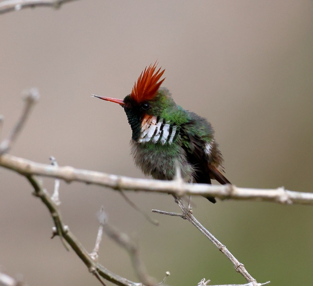 Coquette magnifique - ML646367481