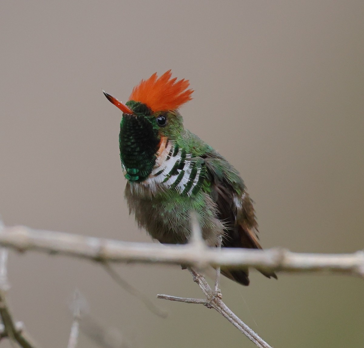 Coquette magnifique - ML646367482