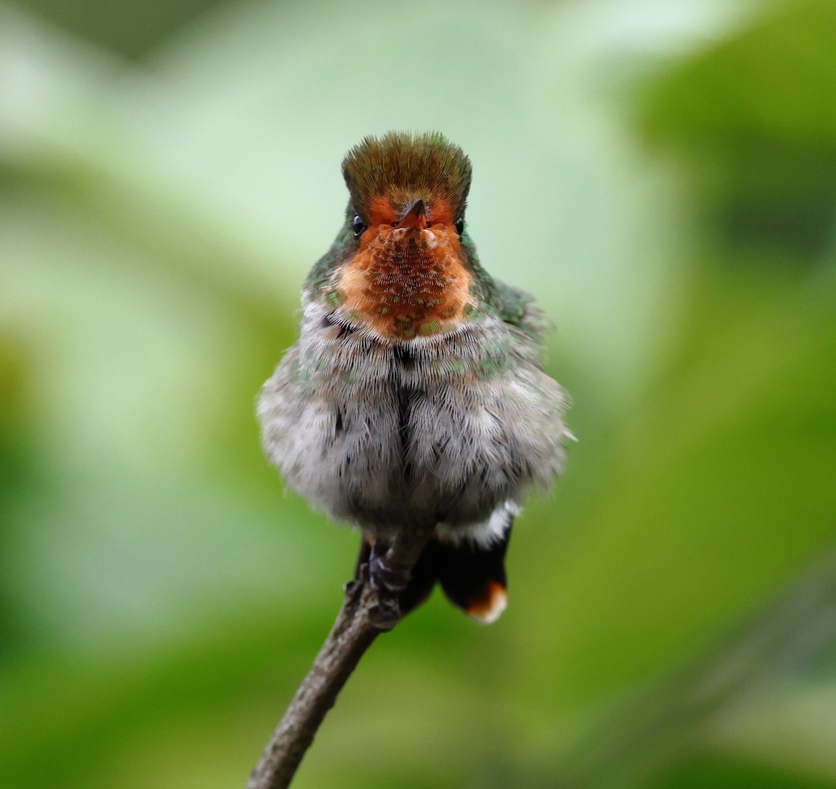 Coquette magnifique - ML646367483