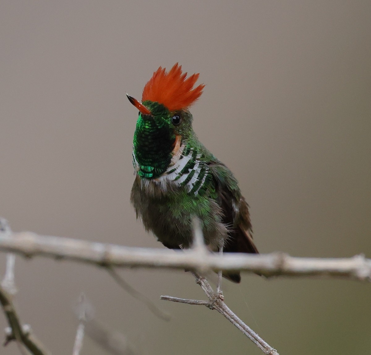 Coquette magnifique - ML646367484