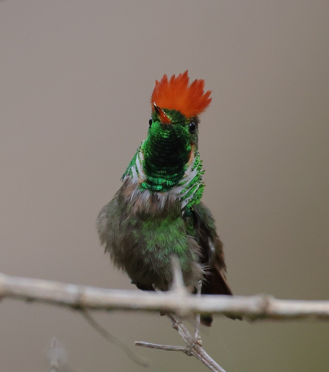 Coquette magnifique - ML646367485