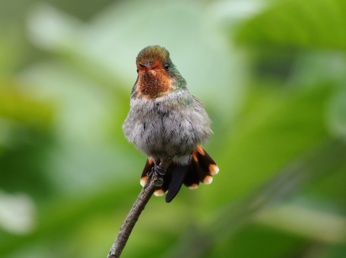 Coquette magnifique - ML646367486