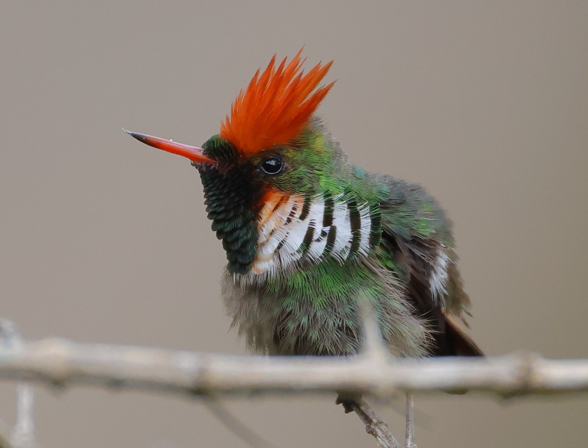 Coquette magnifique - ML646367487