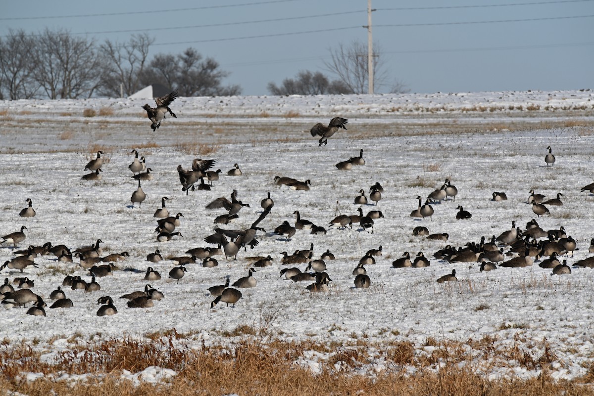 Bernache du Canada - ML646367489