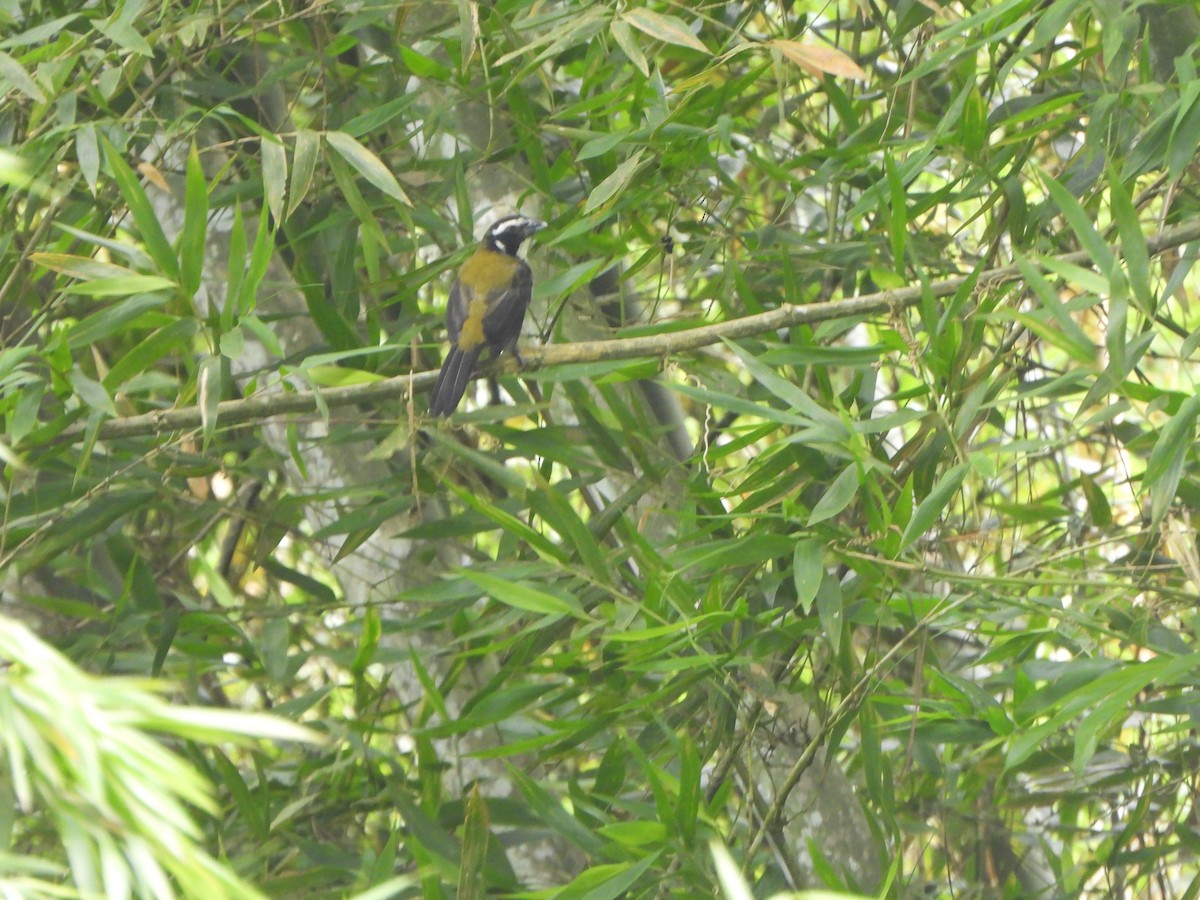 Saltator à ailes noires - ML646367490