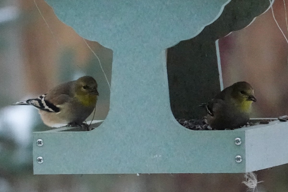 American Goldfinch - ML646367492