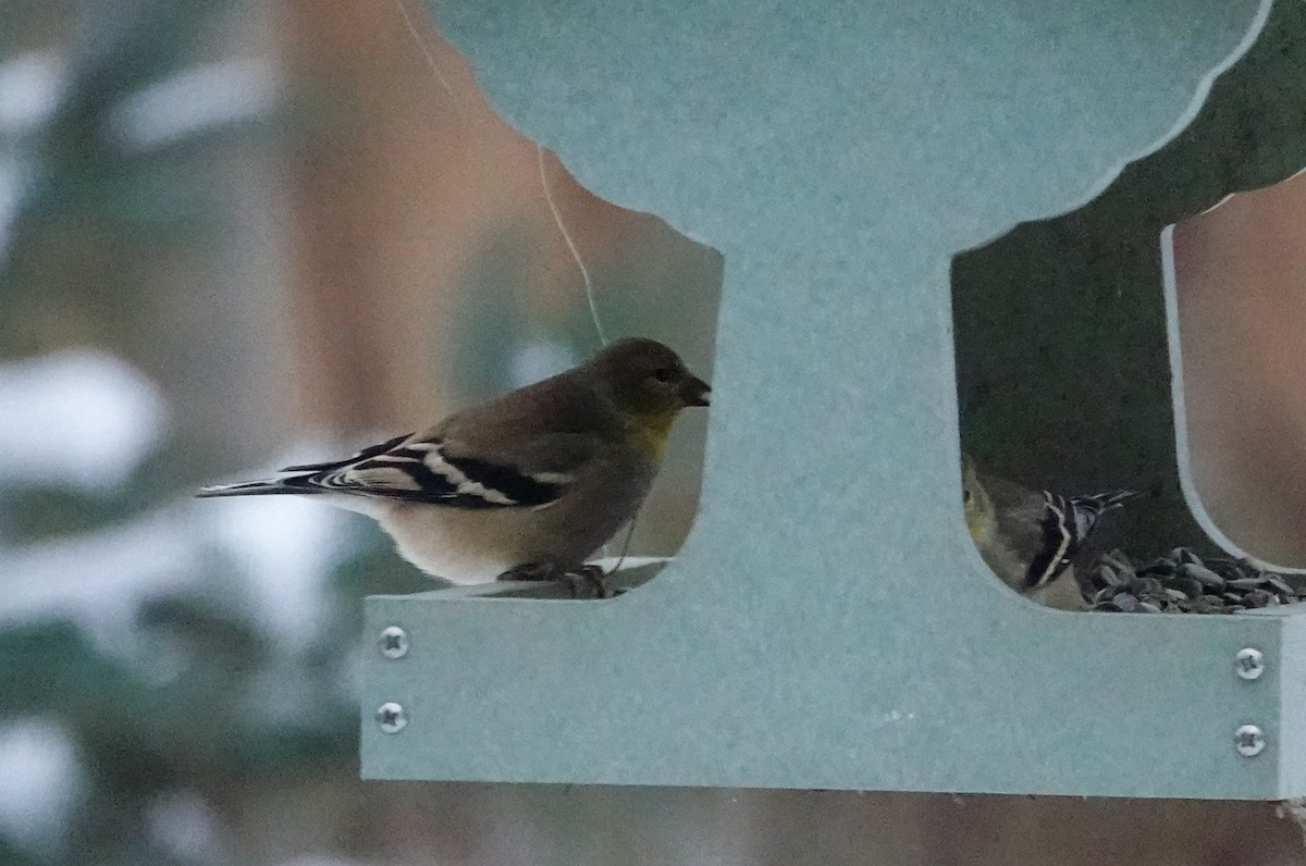 American Goldfinch - ML646367493