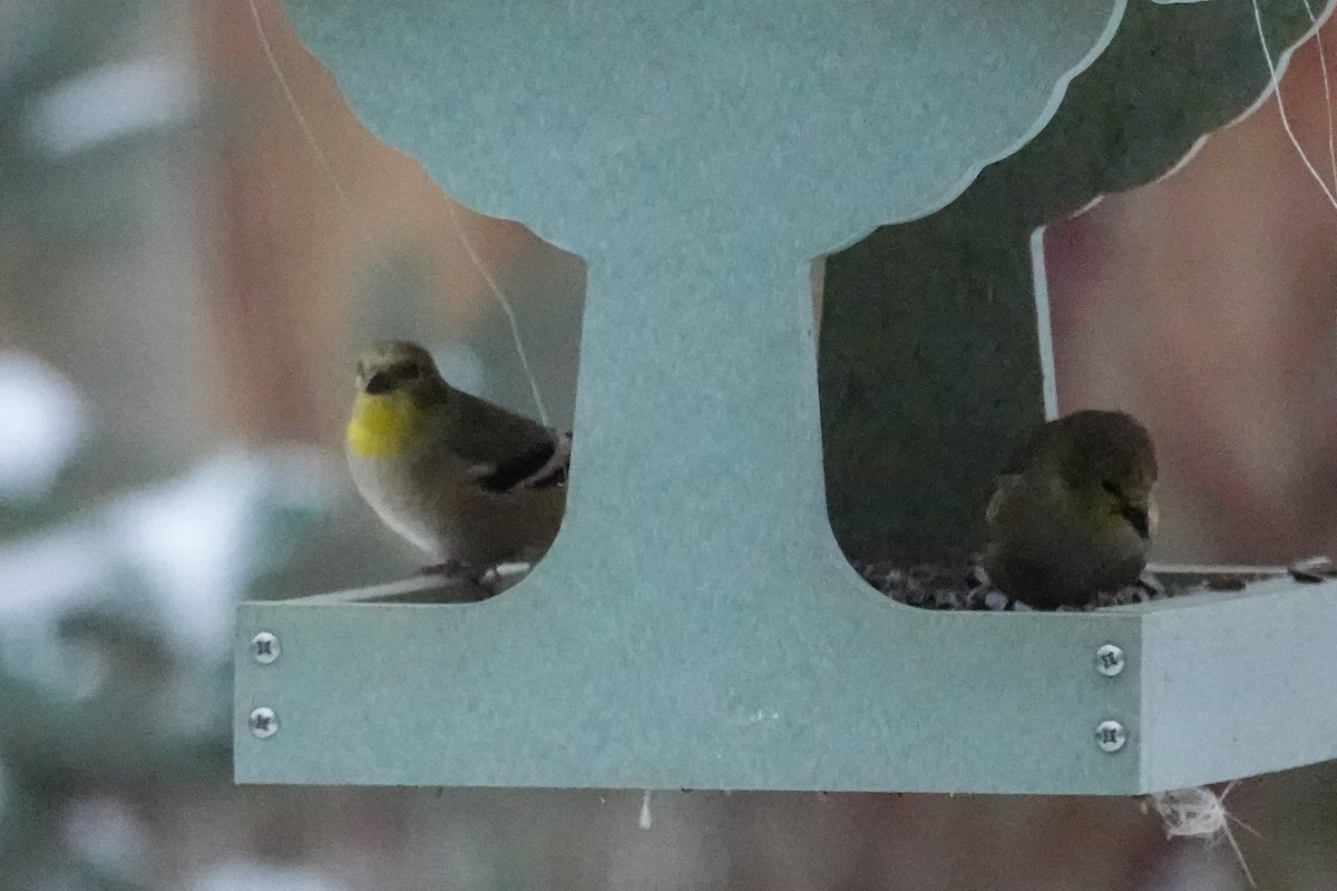American Goldfinch - ML646367494