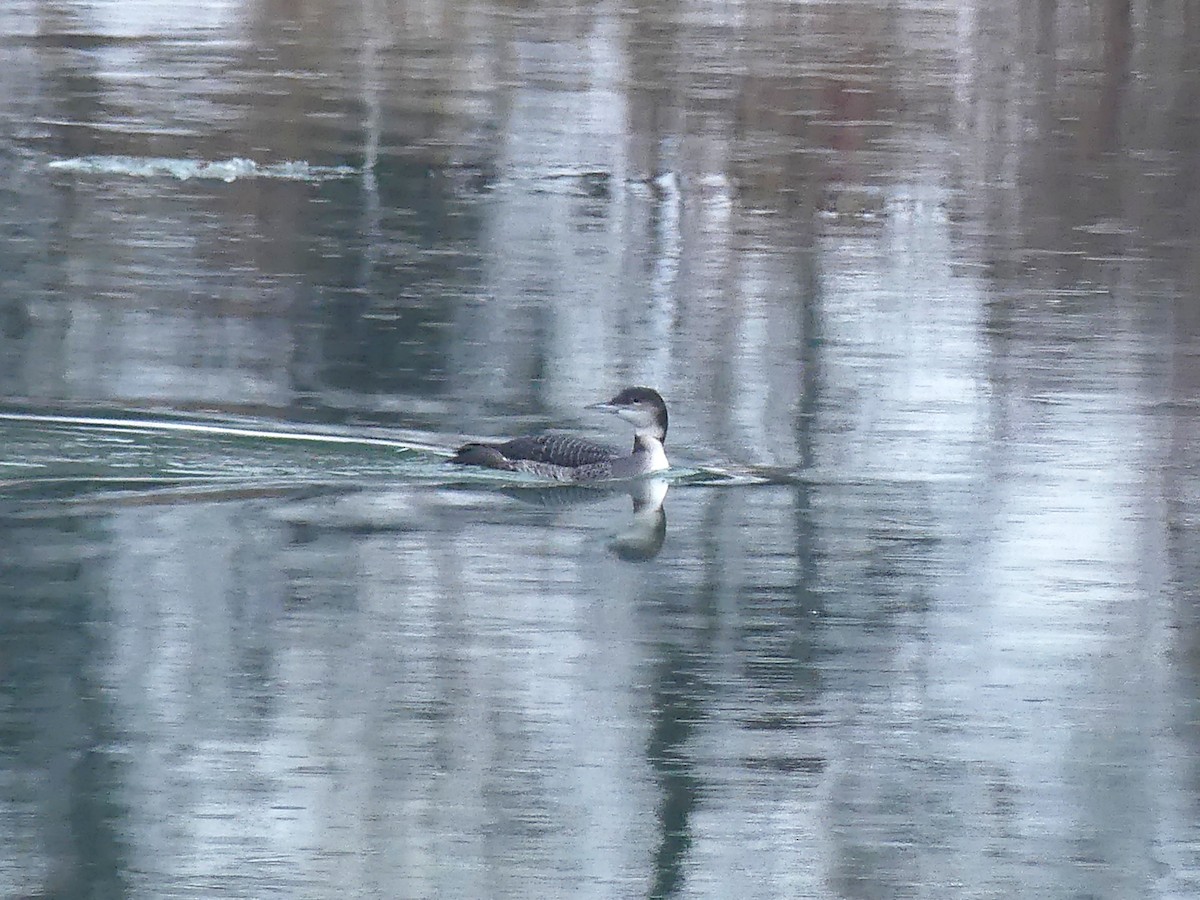 Plongeon huard - ML646367495