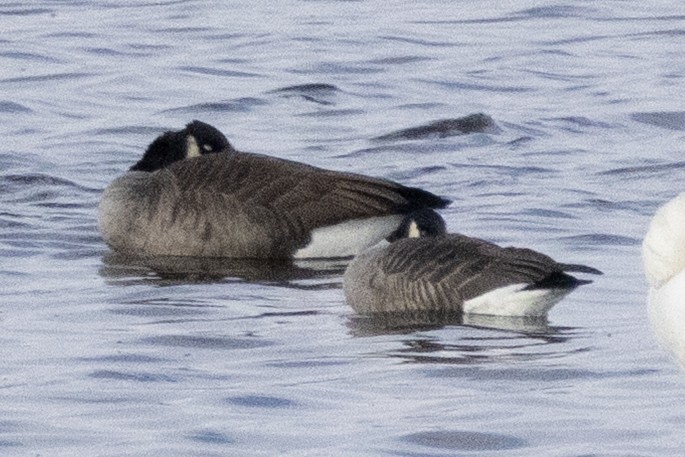 Cackling Goose - ML646367496