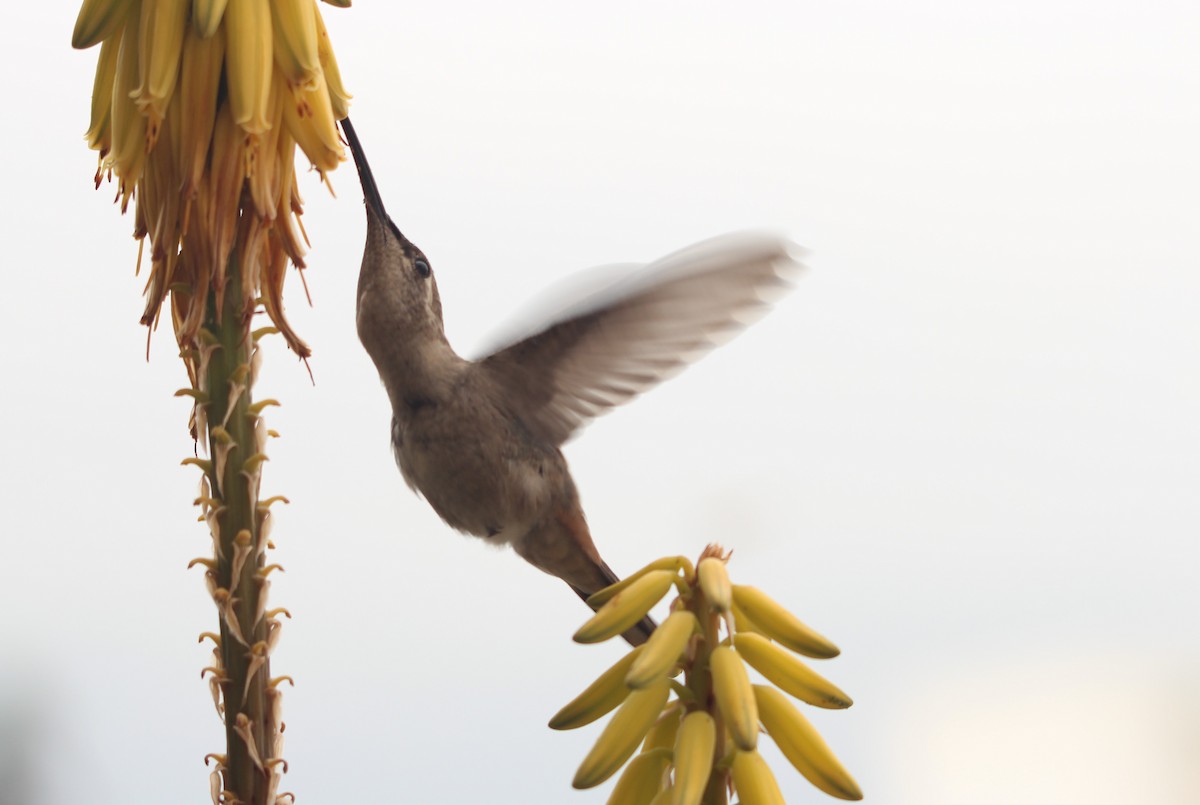 Colibri vesper - ML646367497