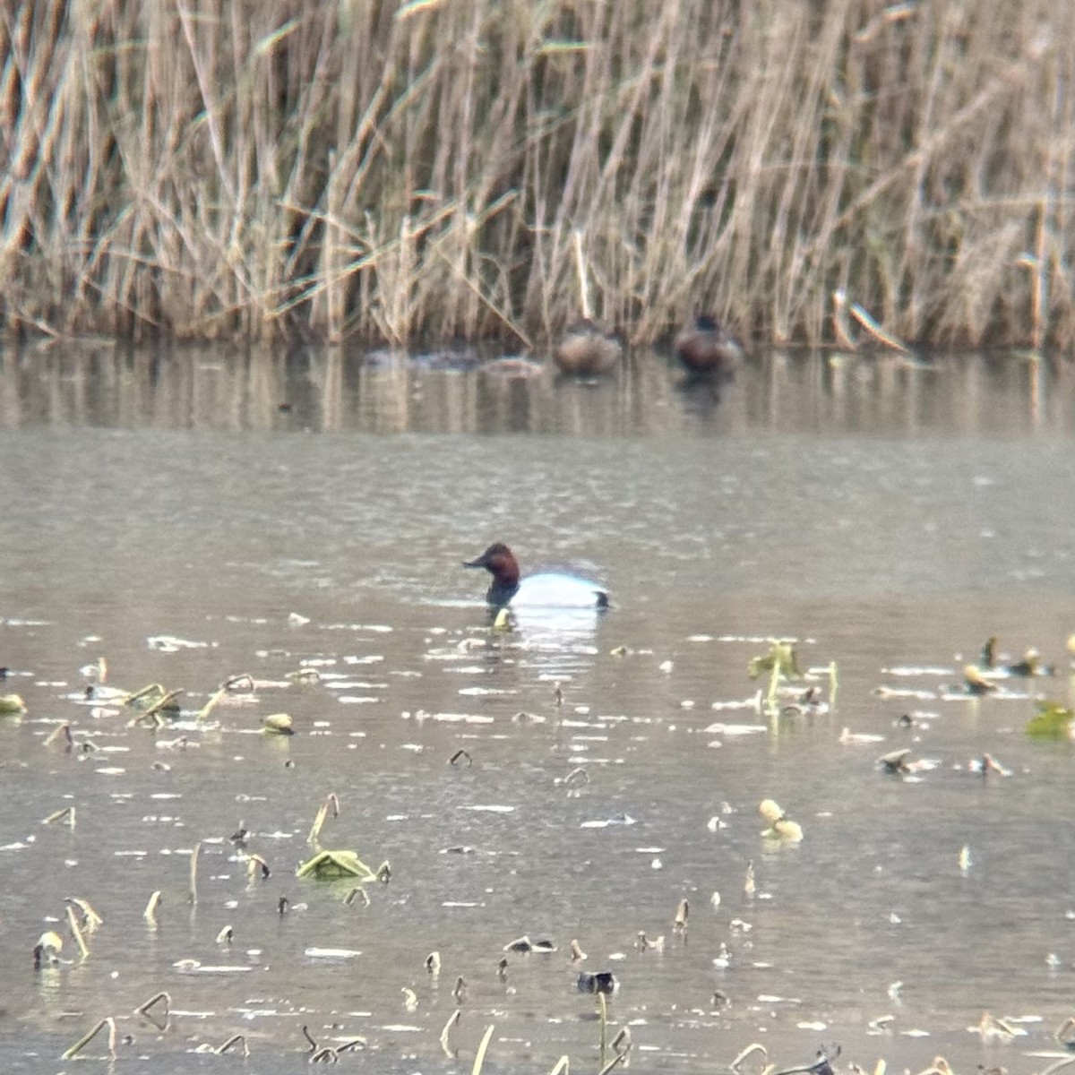 Fuligule à dos blanc - ML646367500