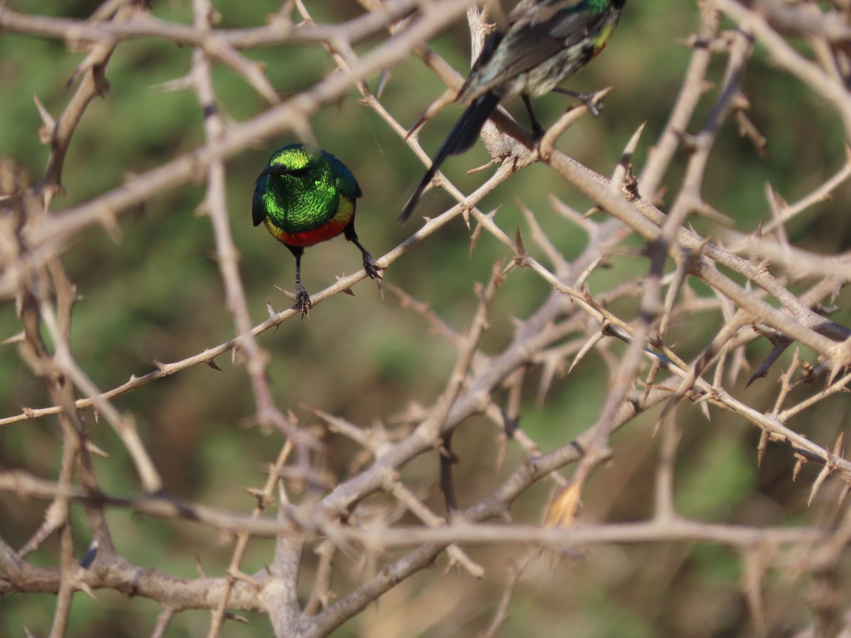 Souimanga à ventre noir - ML646367503